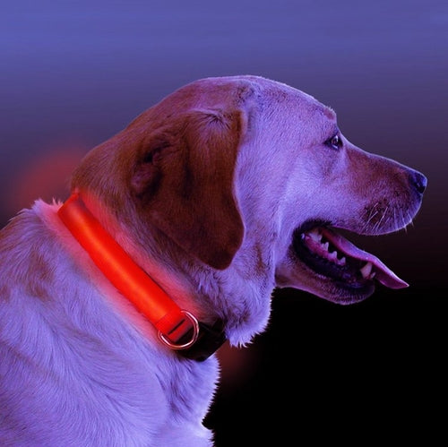 LED light up dog collar