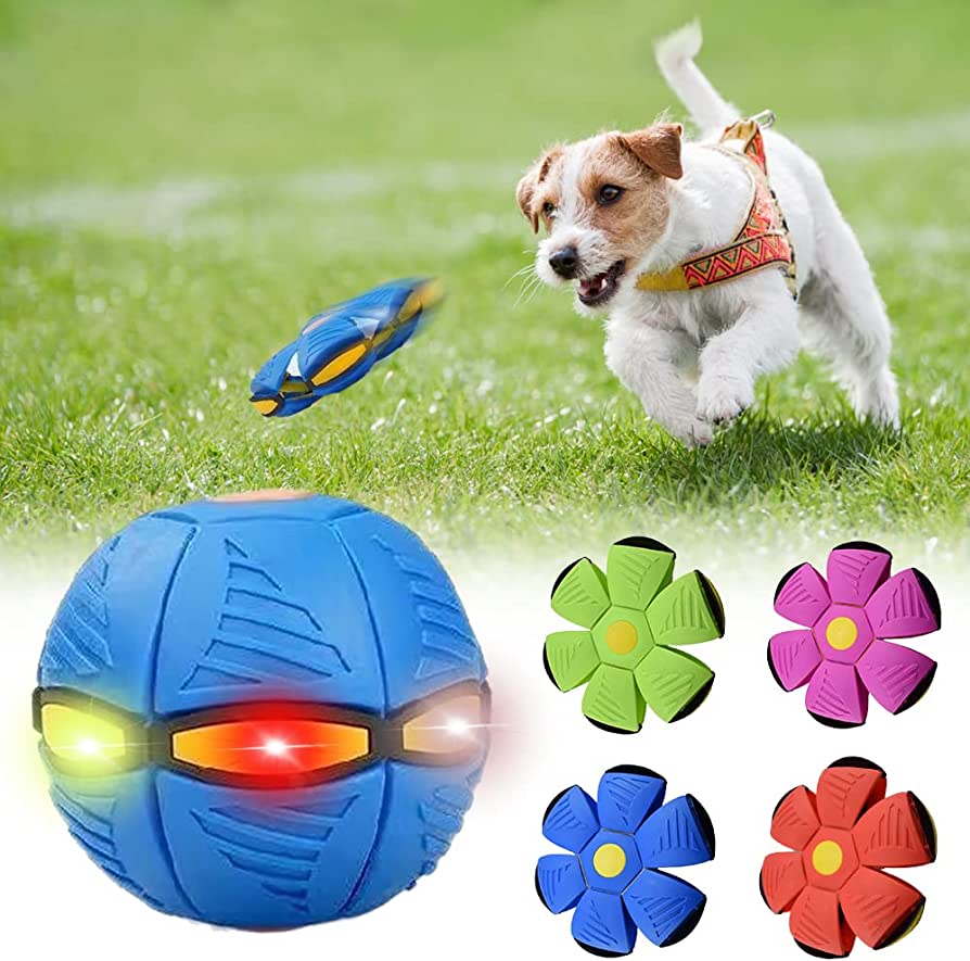 dog frisbee - photo 7
