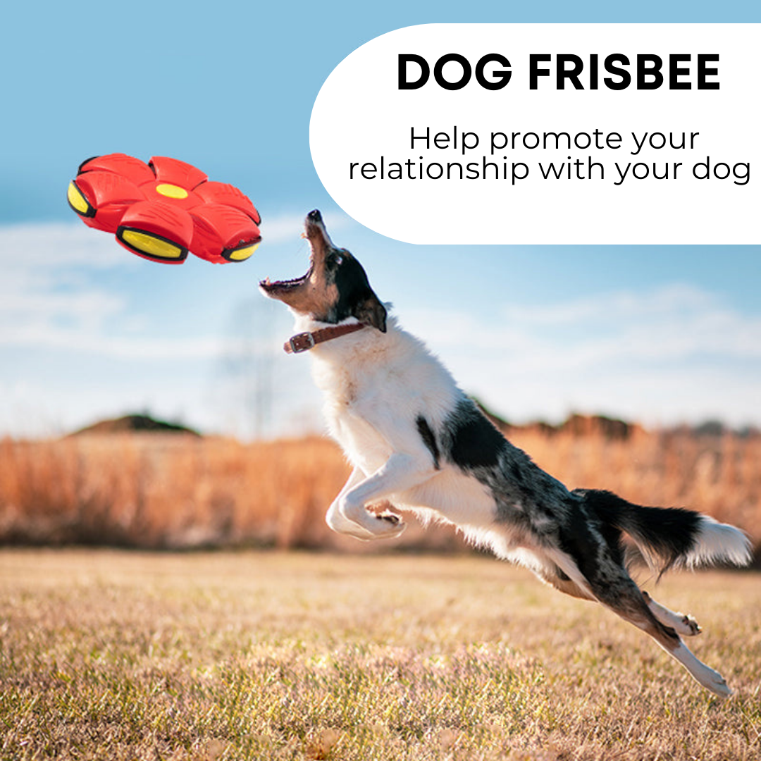 dog frisbee - photo 2