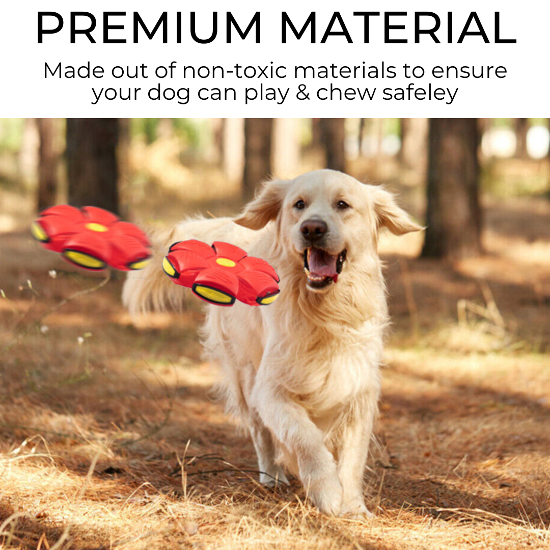 dog frisbee - photo 4